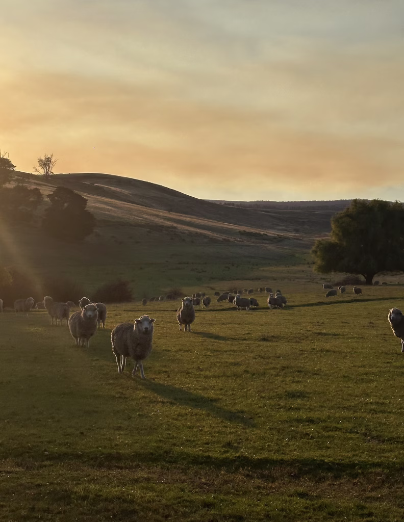 Sheep looking at the camera in a Derwent Valley sunset. Low afternoon light and hills in the background.